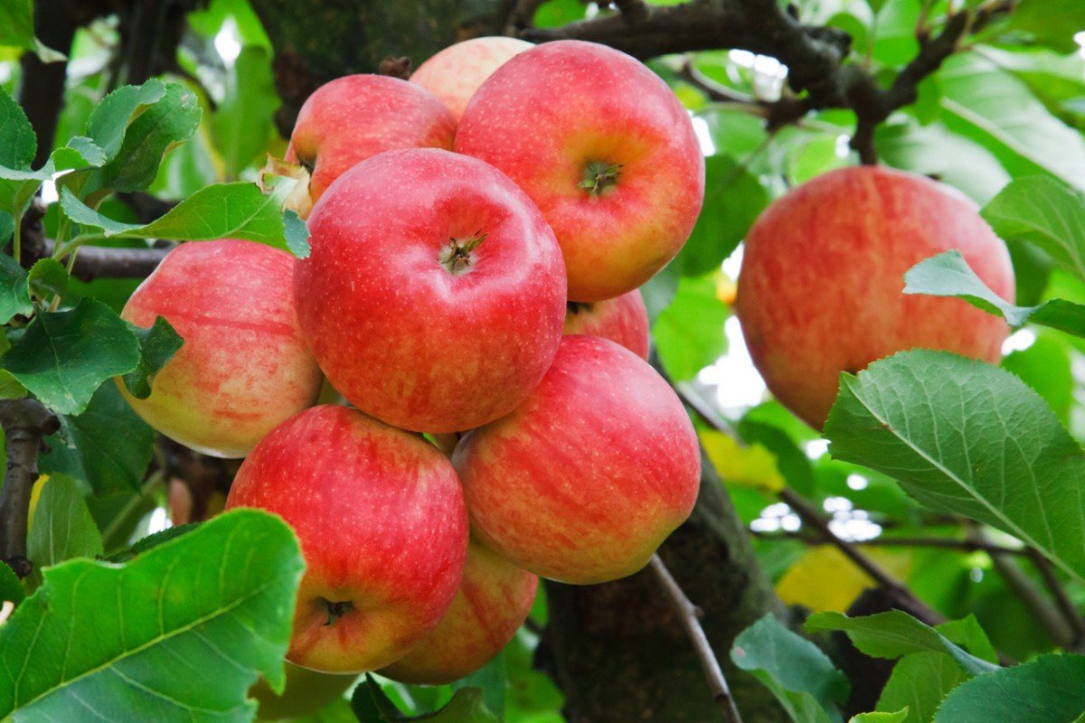 Как удобрять яблоню весной