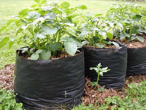 Как посадить и вырастить картофель в мешках 