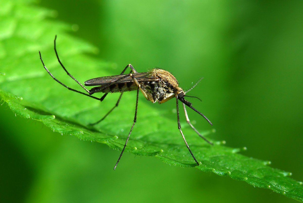 Домашние способы отпугивания комаров и москитов. 