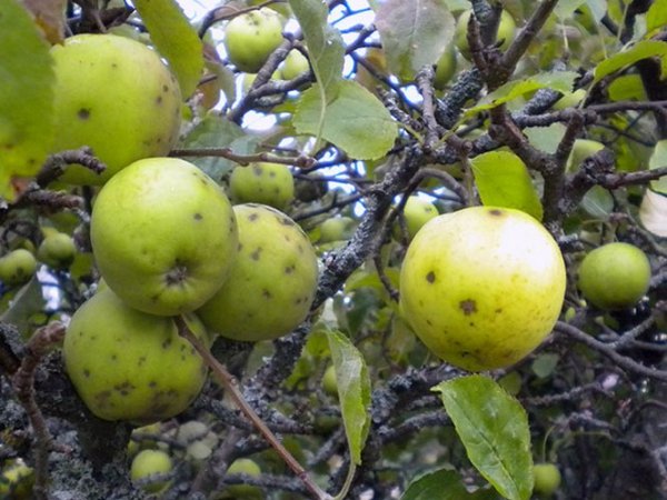 Обработка яблонь от парши осенью 