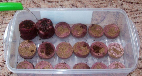 Как посадить петунии в торфяные таблетки 