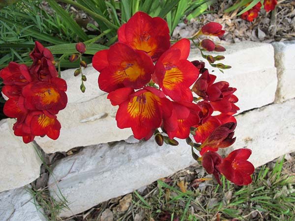 Луковичные многолетники для сада: каталог цветов 