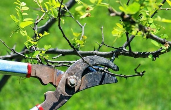 Обрезка деревьев весной видео для начинающих яблоня 