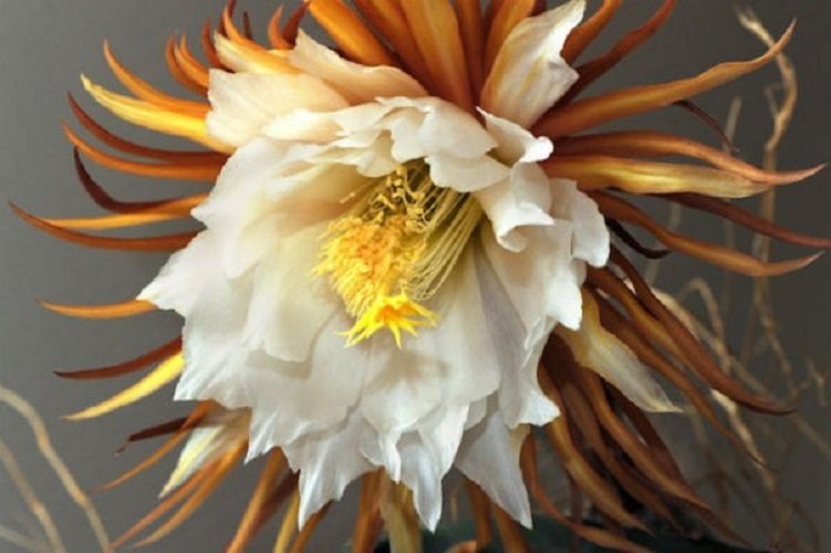 Цветок Кадупул 