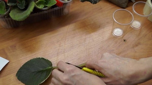 Размножение фиалок листом в домашних условиях пошагово 