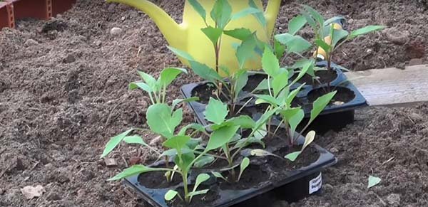 Посадка и выращивание однолетних георгин из семян 