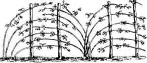 Подвязка малины весной и осенью 