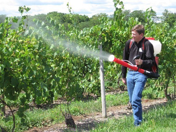 Обработка и опрыскивание винограда весной от болезней и вредителей