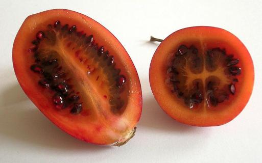 Цифомандра томатное дерево метод выращивания 