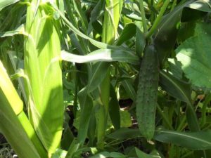 Как вырастить кукурузу на своем участке 