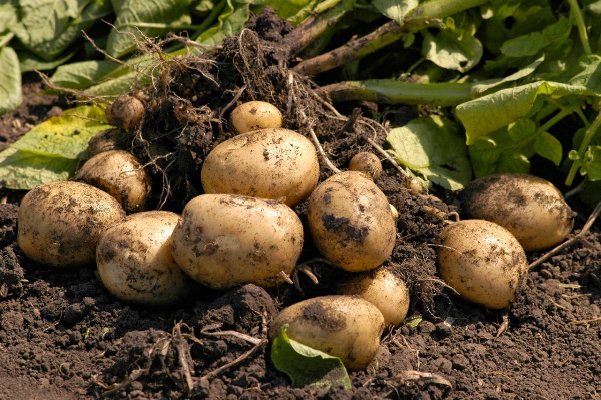 Как вырастить картошку с одного куста ведро