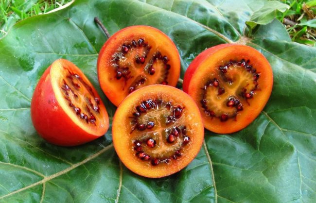 Цифомандра томатное дерево метод выращивания 