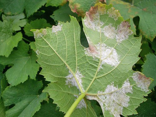 Обработка и опрыскивание винограда весной от болезней и вредителей 