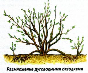 Размножения крыжовника весной, летом и осенью 