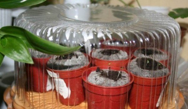 Как посадить петунии в торфяные таблетки 