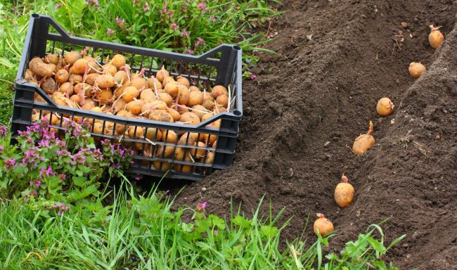 Как вырастить картошку с одного куста ведро 