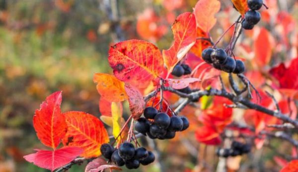 Рябина черноплодная — уход осенью и подготовка к зиме: обрезка и укрытие 