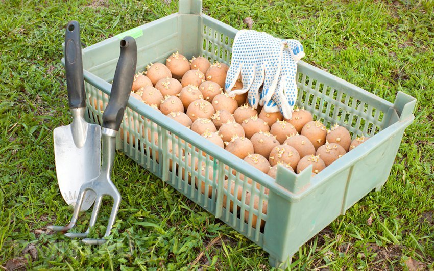 Подготовка картофеля к посадке весной обработка