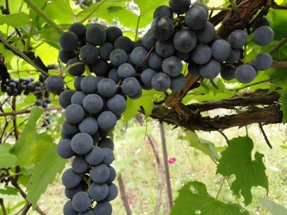 Прививаем виноград весной правильно 
