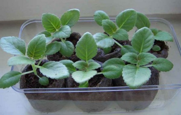Выращивание глоксинии из семян в домашних условиях 