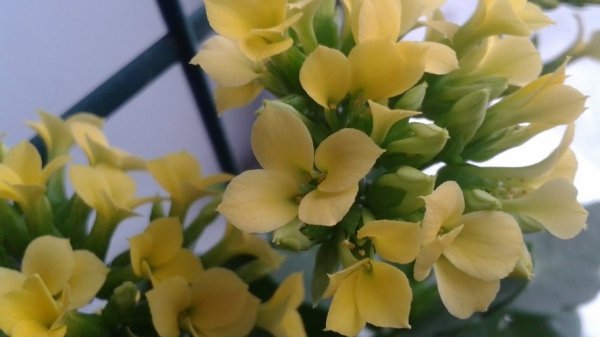 Цветок каланхоэ уход в домашних условиях, фото 