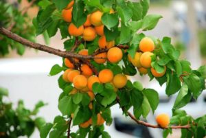 Уход за абрикосом осенью: обрезка и укрытие на зиму 