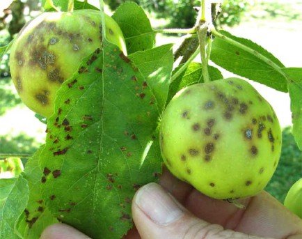 Обработка яблонь весной от болезней и вредителей 