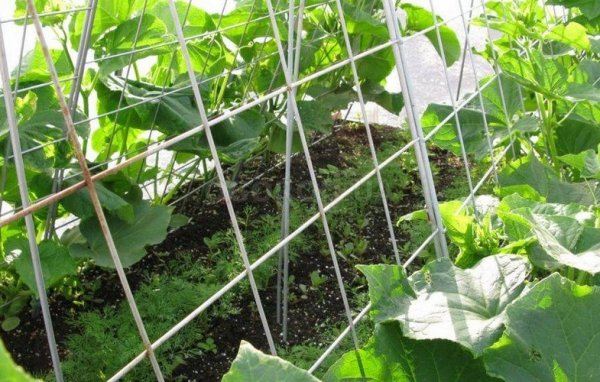 Технология выращивания огурцов в теплице 
