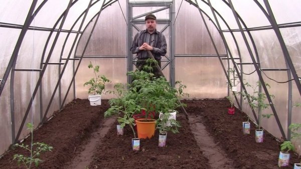 Как вырастить рассаду помидоров в теплице? 