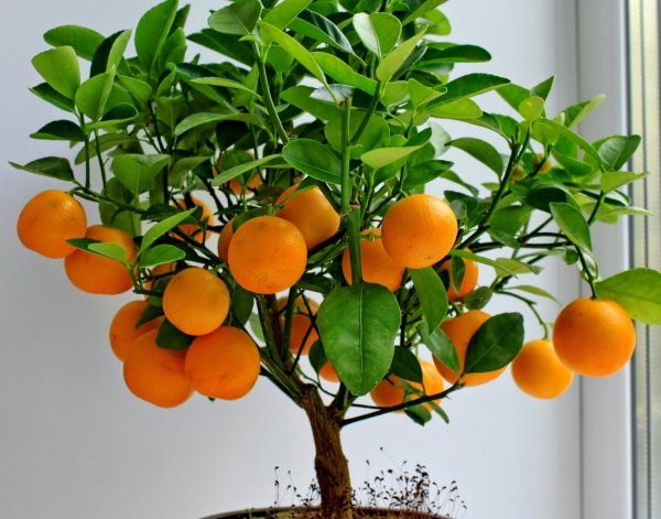 Как вырасти апельсин в домашних условиях 