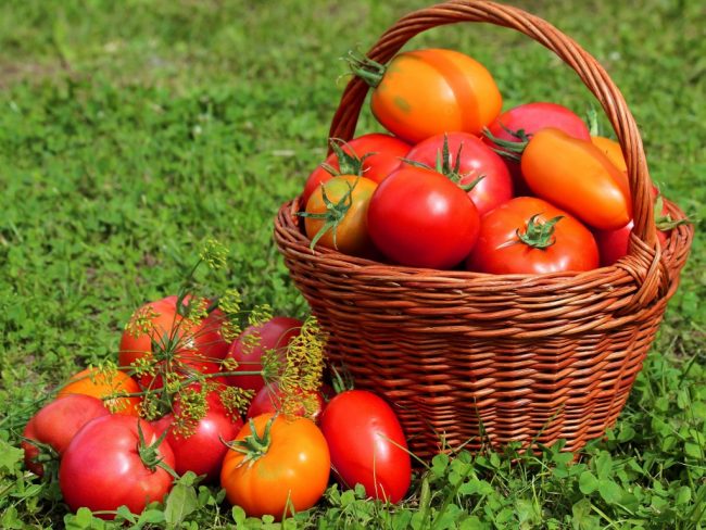 Как вырастить томаты в теплице из поликарбоната 
