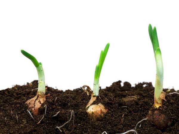 Как вырастить зеленый лук на подоконнике 