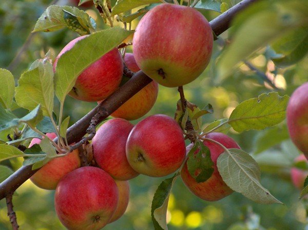 Весенний уход за яблоней 