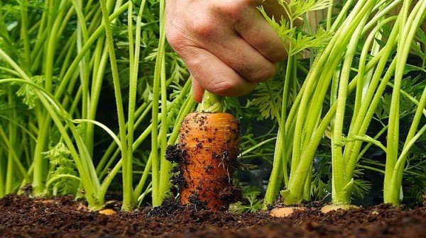 Как посадить морковь семенами в открытый грунт весной 