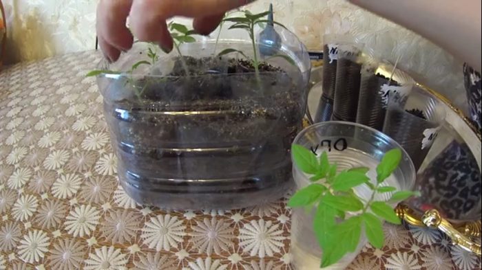 Выращивание рассады томатов китайским способом видео 