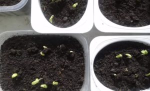 Посадка и выращивание однолетних георгин из семян 