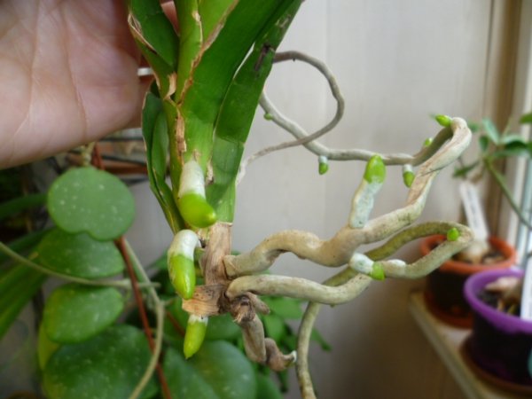 Орхидея Ванда: уход за цветком в домашних условиях 