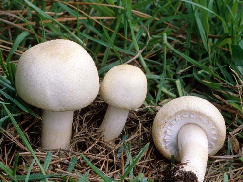 Выращивание грибов в теплице 