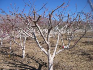 Уход за абрикосом осенью: обрезка и укрытие на зиму 