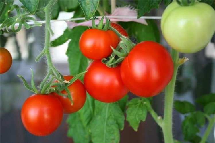 Как правильно пасынковать помидоры в теплице 