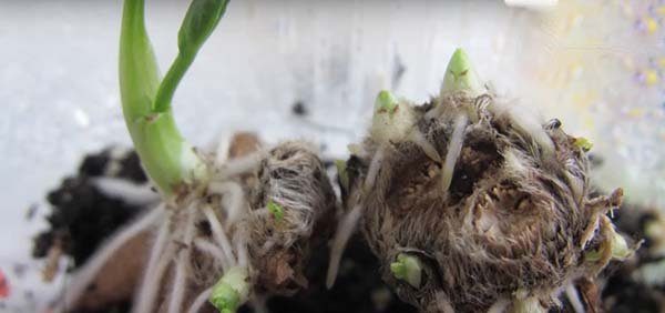 Посадка ранункулюса и уход в открытом грунте, выращивание через семена и клубни 