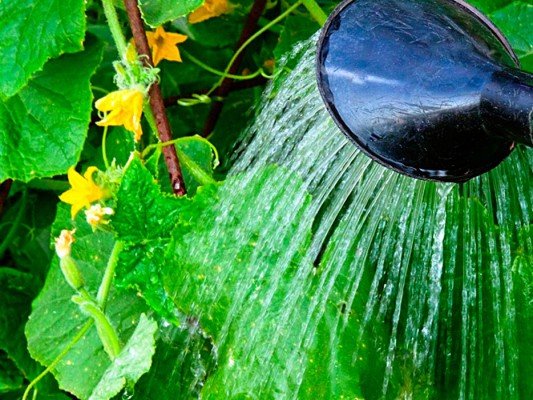 Как поливать огурцы в открытом грунте и теплице 