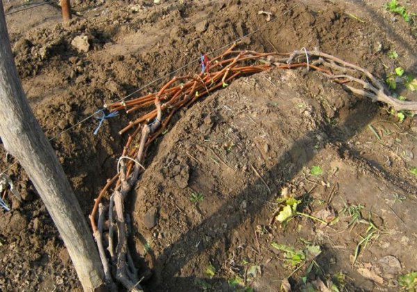 Осенняя обработка винограда против болезней и вредителей 