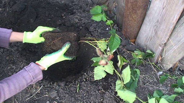 Как правильно посадить ежевику весной: советы и рекомендации 