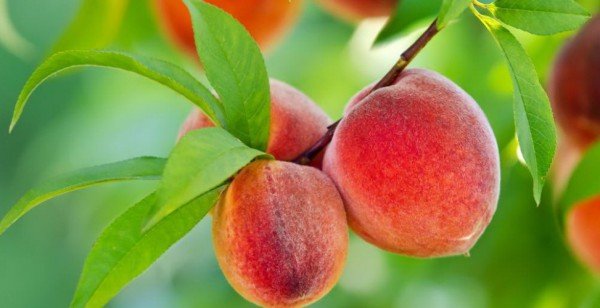 Обработка персика весной от болезней и вредителей 