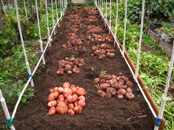 Как вырастить картошку с одного куста ведро 