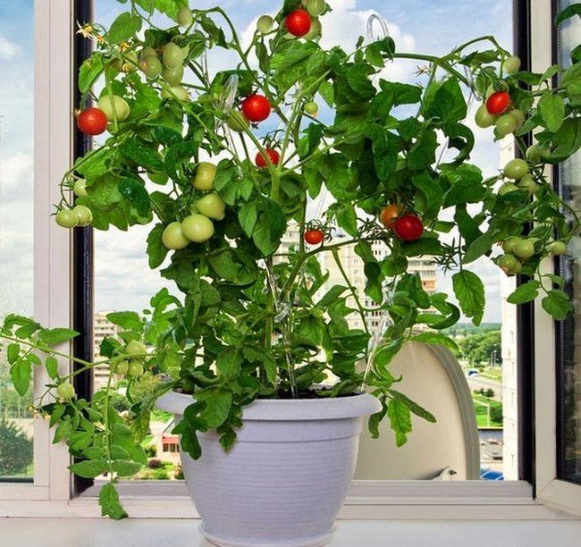 Выращивание помидоров на подоконнике 