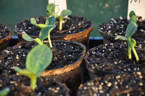 Посадка тыквы в открытый грунт и на рассаду: основы выращивания и ухода 