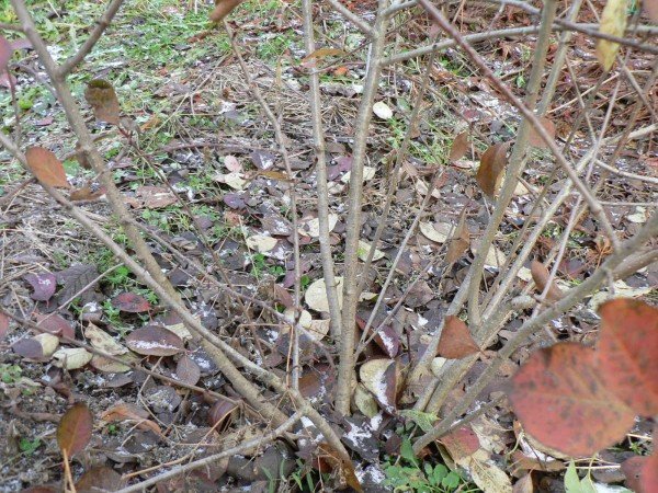 Рябина черноплодная — уход осенью и подготовка к зиме: обрезка и укрытие 