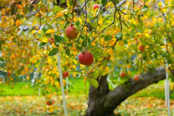 Обработка яблонь весной от болезней и вредителей 